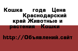 Кошка 1.5 года › Цена ­ 5 000 - Краснодарский край Животные и растения » Кошки   